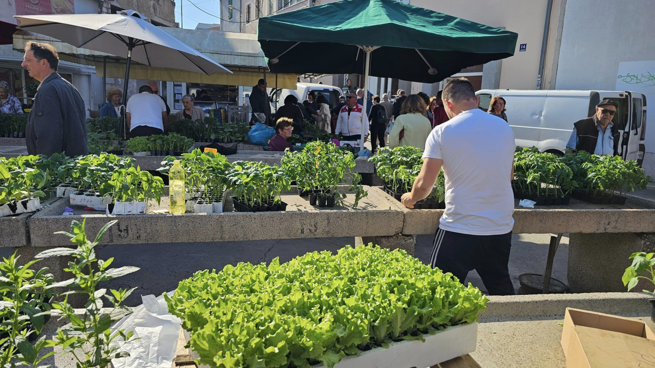 Sadnice pomidora hit na šibenskoj pijaci: 'Svi se bacili u poljoprivredu, sade po balkonima'