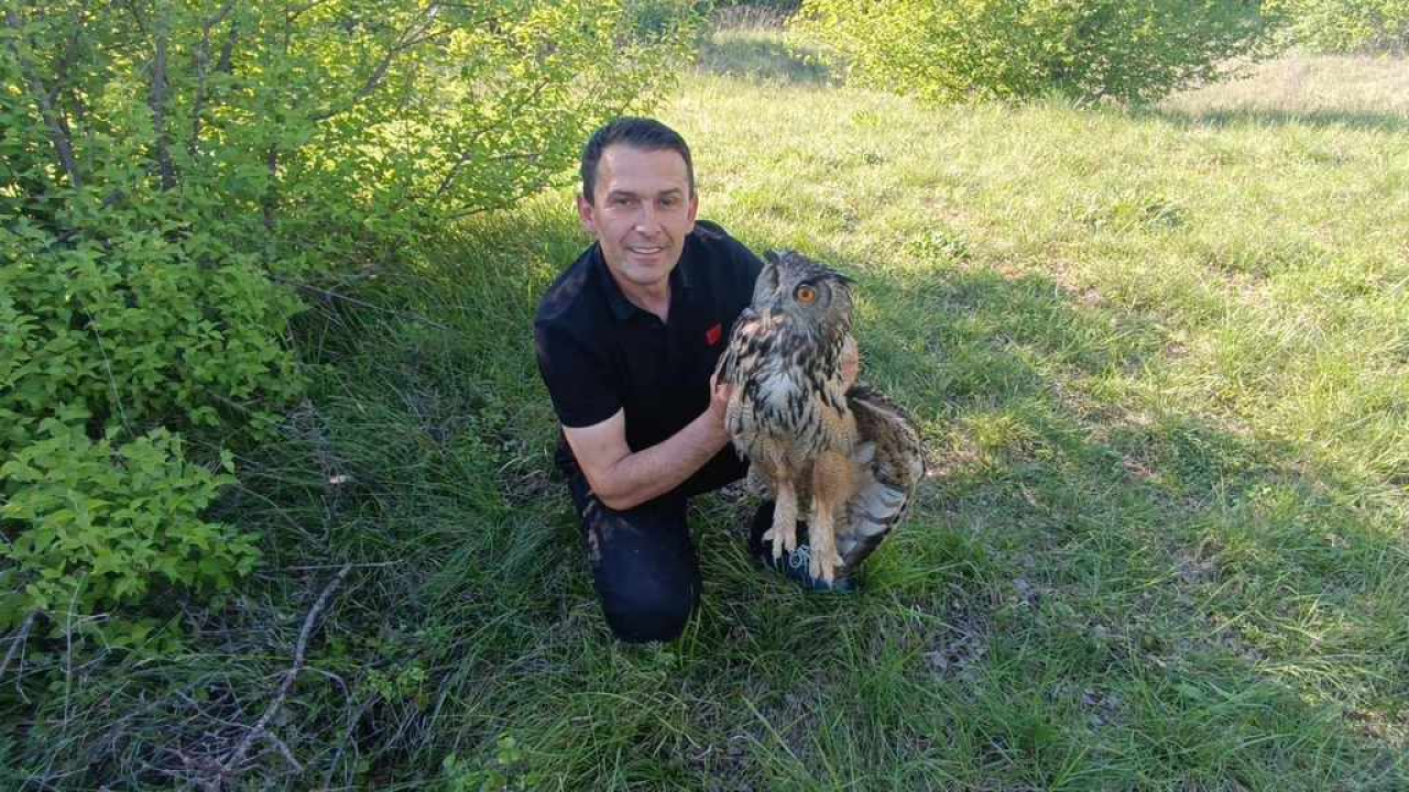 Ranjena sova ušara pronađena u Vukšiću