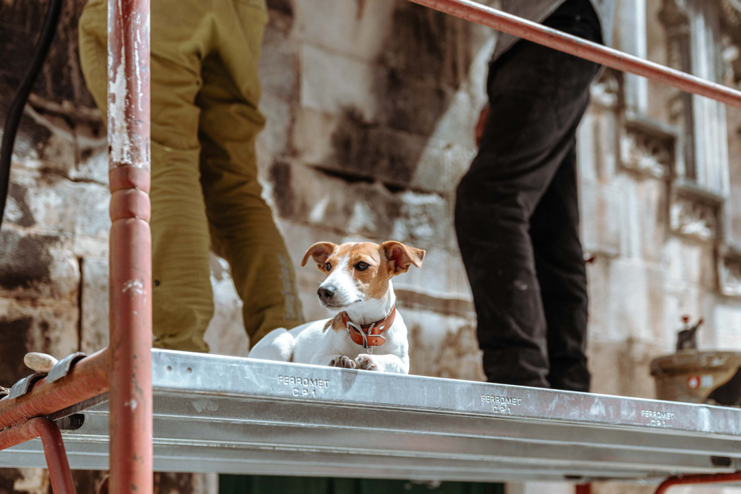 Četveronožni restaurator nadgleda radove na Maloj loži 
