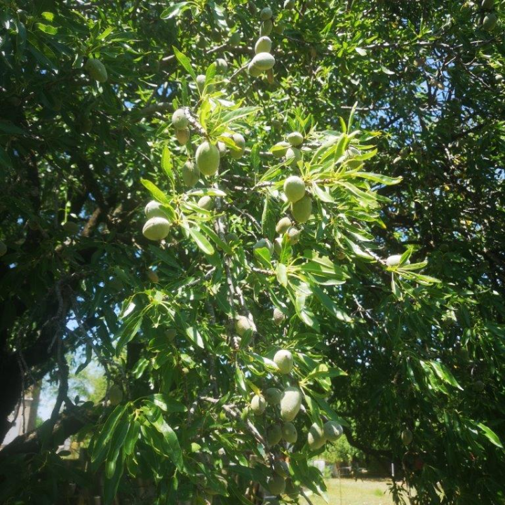 Jure Rončević zajedno s obitelji bavi se uzgojem badema: ‘Nismo htjeli zapustiti djedovinu’