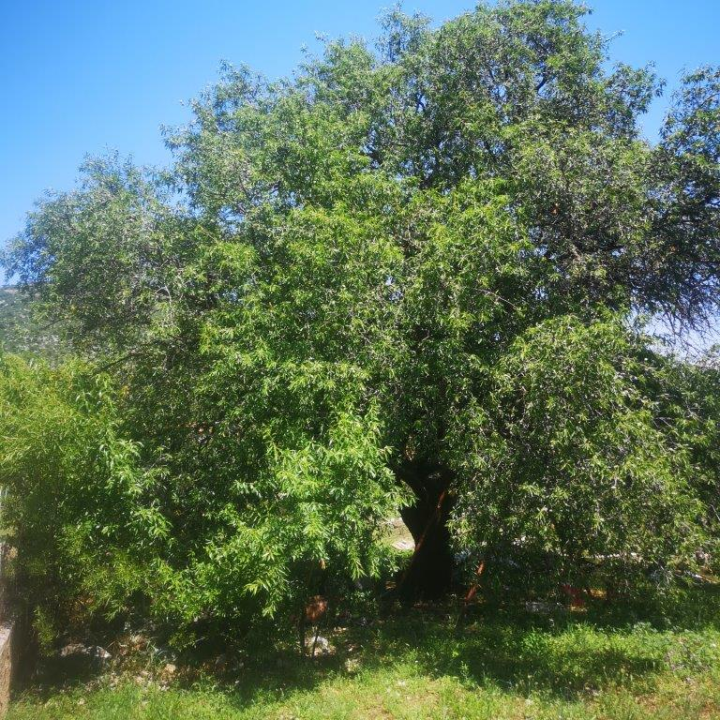 Jure Rončević zajedno s obitelji bavi se uzgojem badema: ‘Nismo htjeli zapustiti djedovinu’