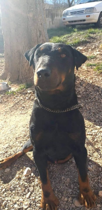 Provjerite tko su naj ljubimci 2024. godine!