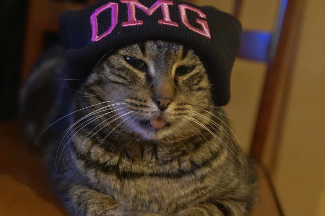 Provjerite tko su naj ljubimci 2024. godine!