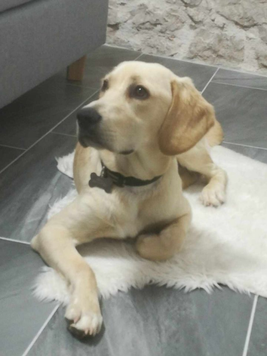 Provjerite tko su naj ljubimci 2024. godine!