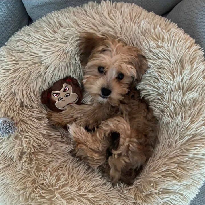 Provjerite tko su naj ljubimci 2024. godine!