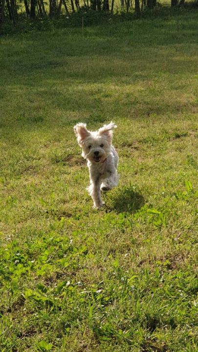 Provjerite tko su naj ljubimci 2024. godine!