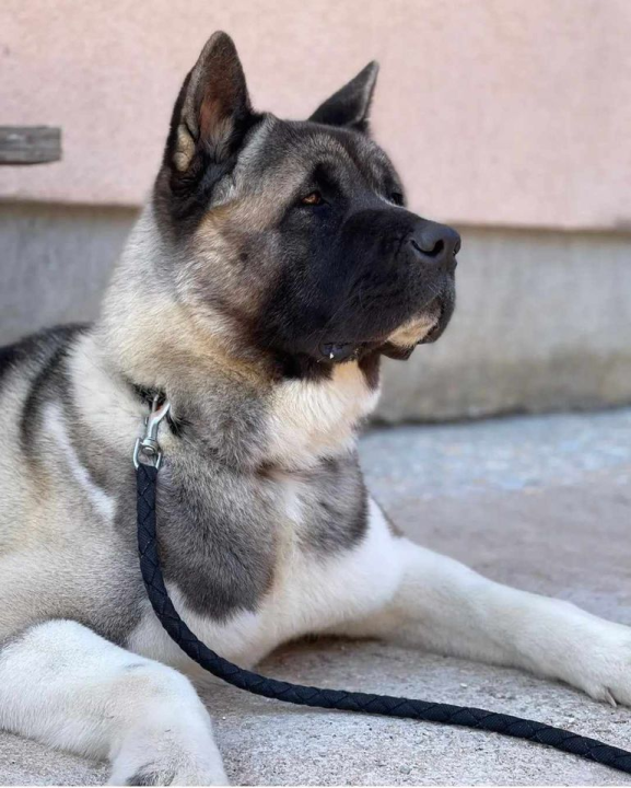 Provjerite tko su naj ljubimci 2024. godine!