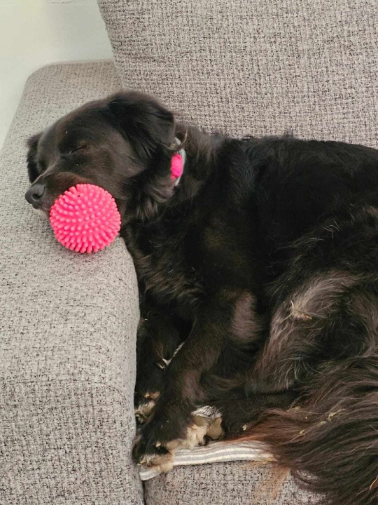 Provjerite tko su naj ljubimci 2024. godine!