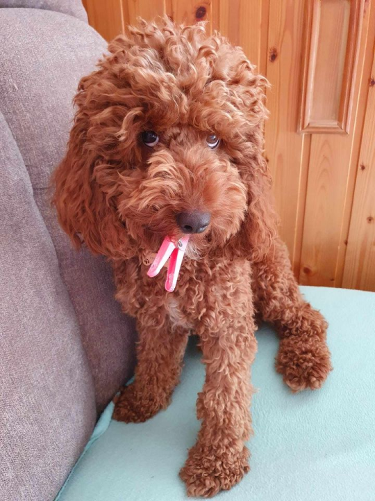 Provjerite tko su naj ljubimci 2024. godine!