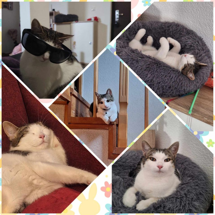 Provjerite tko su naj ljubimci 2024. godine!