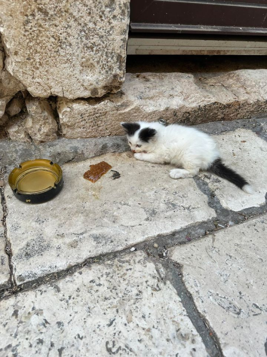 Provjerite tko su naj ljubimci 2024. godine!