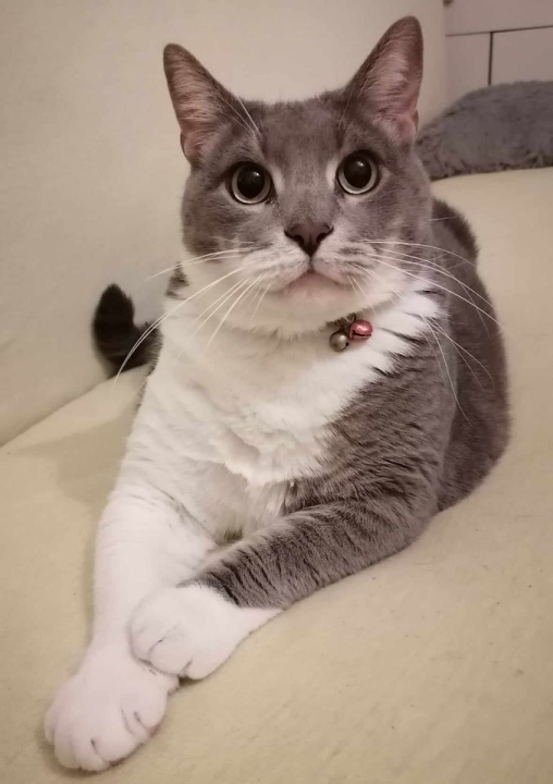 Provjerite tko su naj ljubimci 2024. godine!