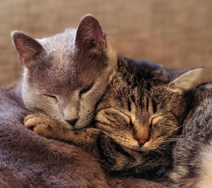 Provjerite tko su naj ljubimci 2024. godine!