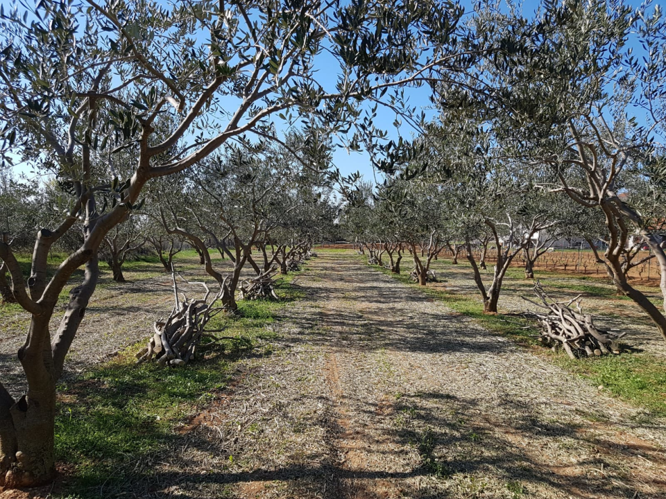 Obitelj Podrug prvo ulje napravila je 1886. godine, a danas osvajaju zlatne medalje od Vodica do New Yorka