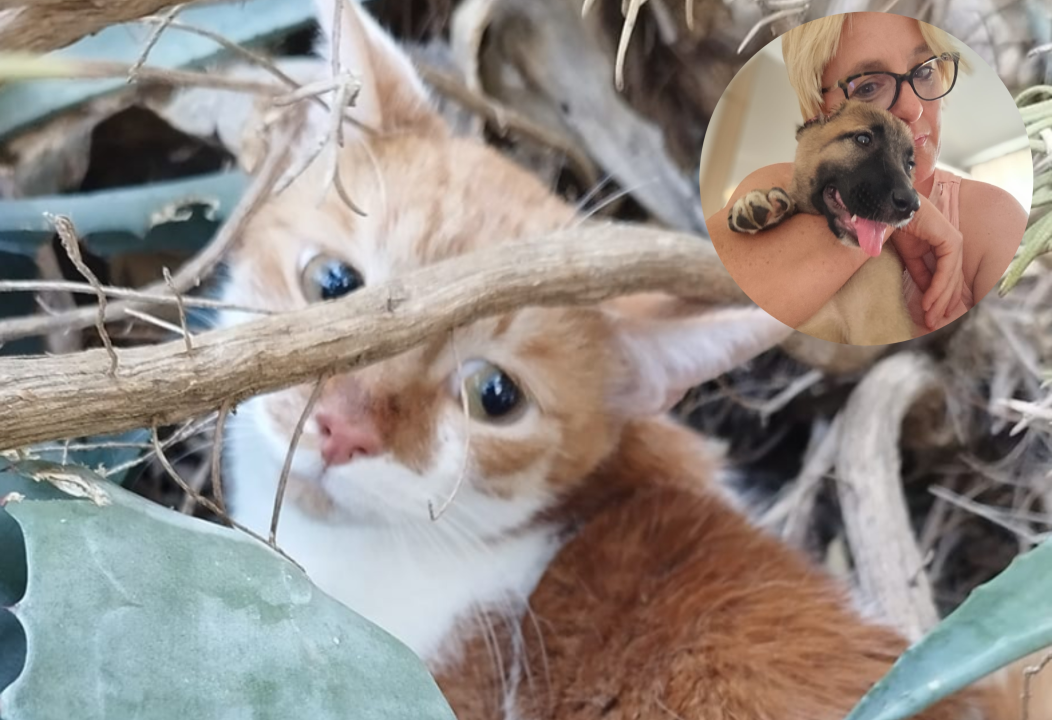 Mače koje je bešćutno izbačeno na ulicu, pronašlo novi dom na Ivaninoj farmi: 'Predobra je'