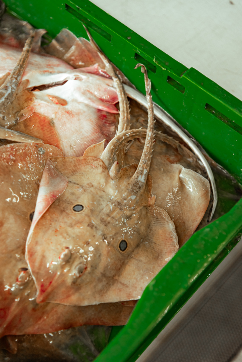 Prepuni banci na šibenskoj peškariji, kupaca ne fali, ali bira se jeftinije