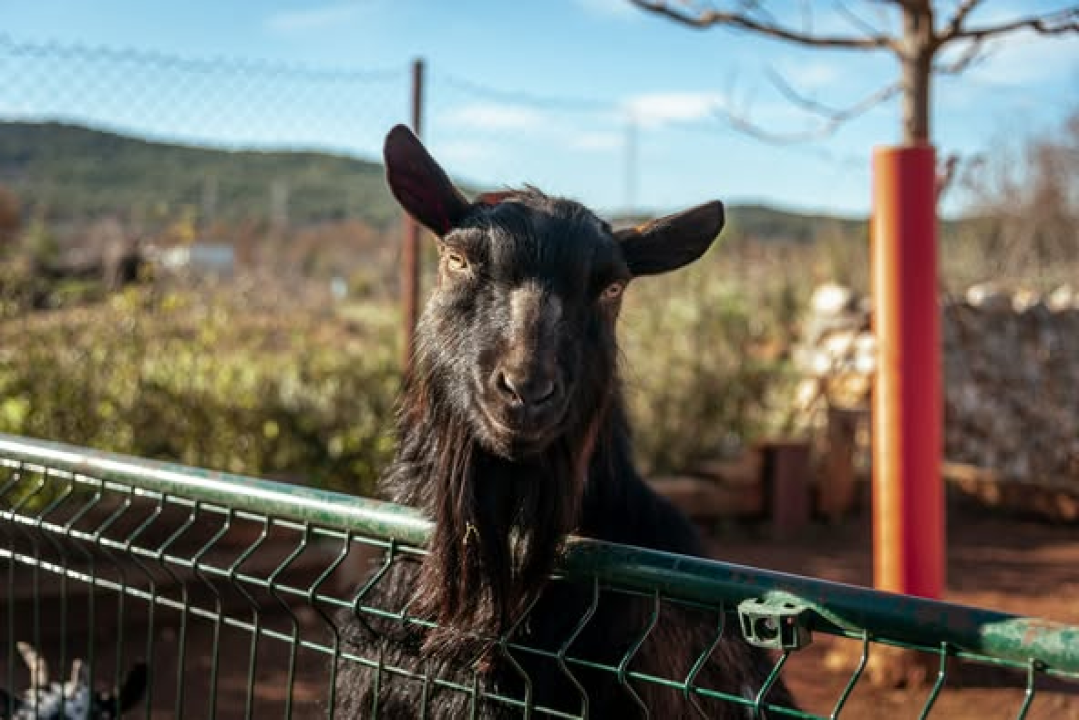 Jelena, Nina i Srećko oduševe svakoga tko posjeti Happy Horse u Dubravi