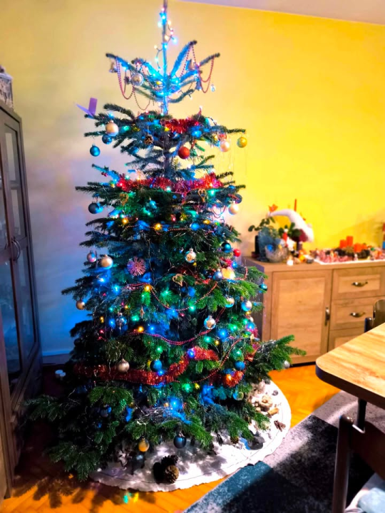 Provjerite tko su pobjednici izbora za naj jelku!