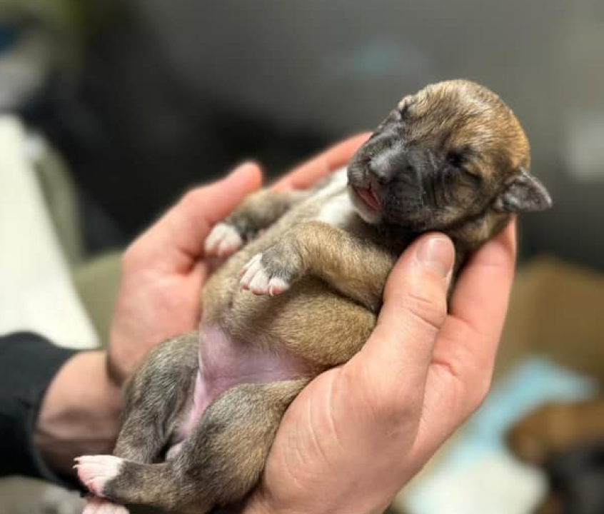 Devet slatkih štenaca iz Oklaja traži privremeni dom i pomoć u othrani