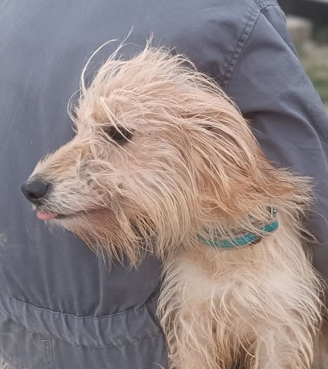 Malena Ziva bila je nečiji kućni psić, teško joj pada život u skloništu i traži novi dom