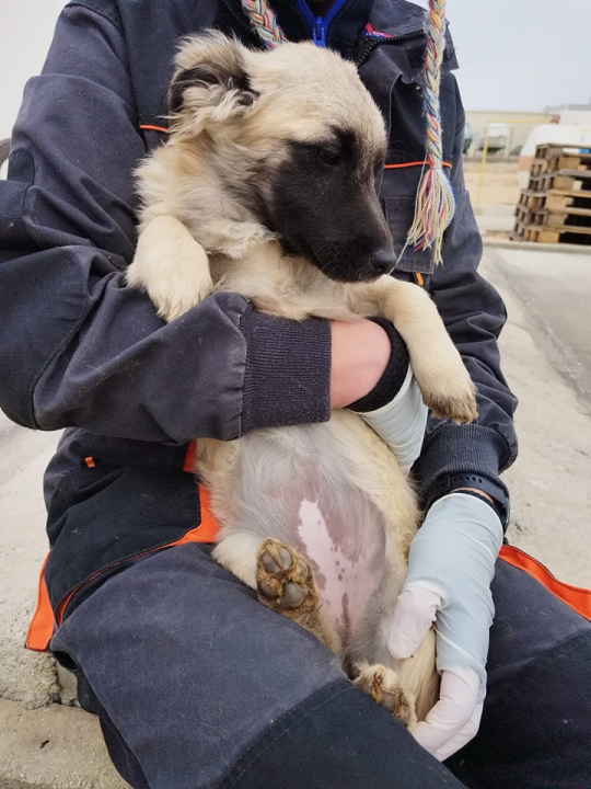 Vrckava kujica Emma traži svoj zauvijek dom