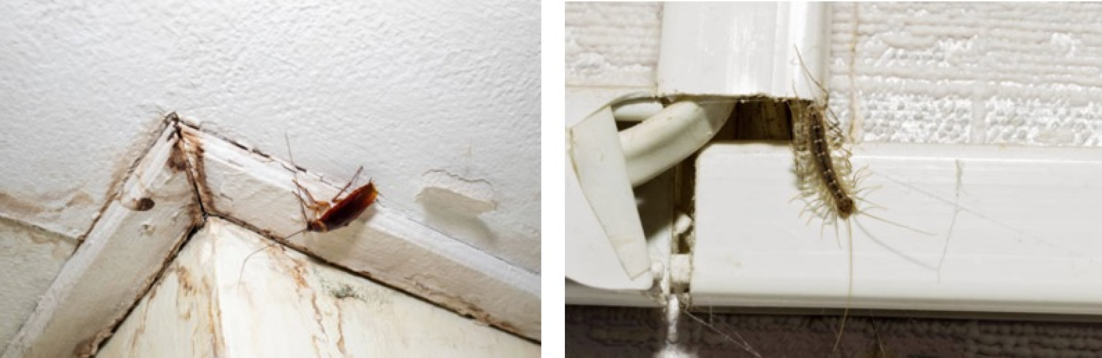 FOTO Dojadilo vam je čišćenje pljesnivih i vlažnih zidova, ništa više ne pomaže? Postoji rješenje!