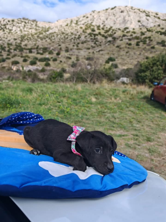 Preslatki štenci iz Šibenskih šapa traže zauvijek dom