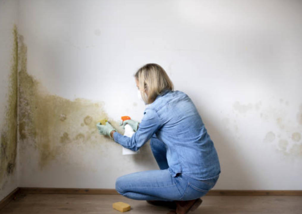 FOTO Internet je prepun magičnih proizvoda za eliminaciju vlage i gljivica, djeluju li stvarno?