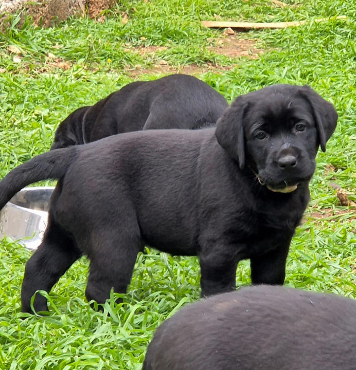Preslatki štenci labradora spremni za novi dom – iz vrhunskog uzgoja s urednim rodovnicima