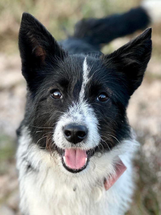 Lucy Lu iz Šibenskih šapa traži dom pun ljubavi – zaslužuje drugu priliku