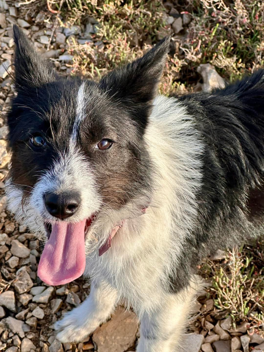 Lucy Lu iz Šibenskih šapa traži dom pun ljubavi – zaslužuje drugu priliku