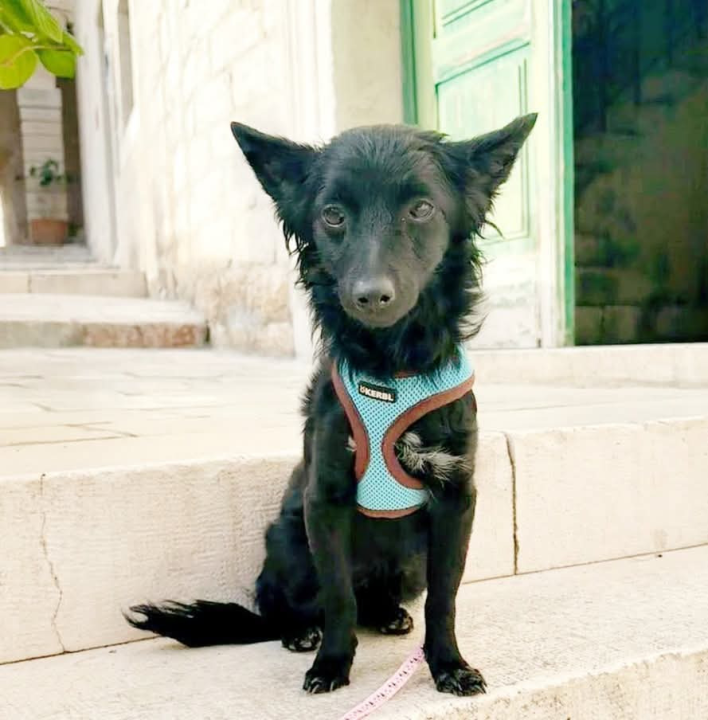 Tri njuškice iz Šibenskih šapa traže svoj zauvijek dom: Upoznajte Kiu, Seija i Ayru