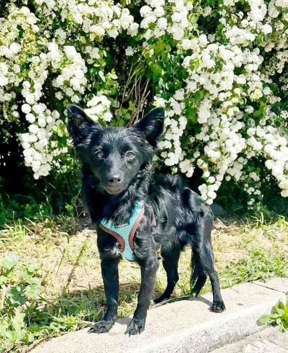 Tri njuškice iz Šibenskih šapa traže svoj zauvijek dom: Upoznajte Kiu, Seija i Ayru