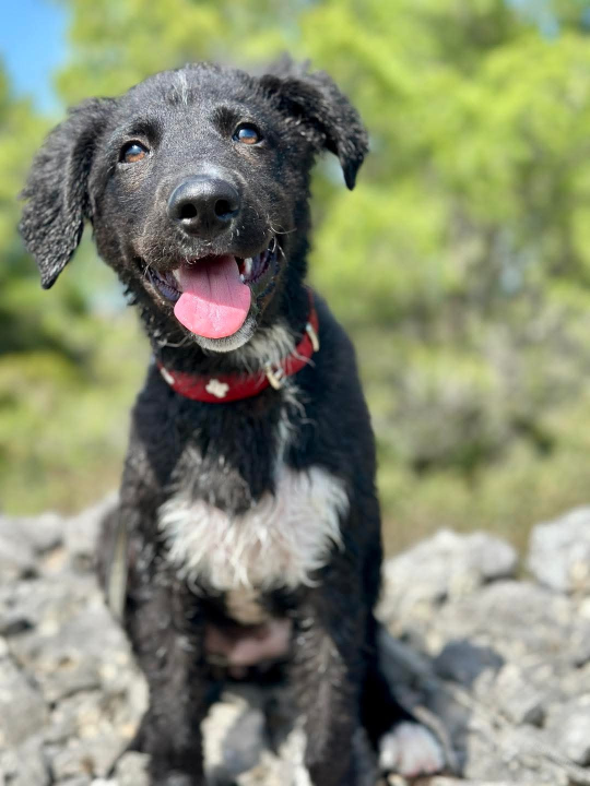 Tri njuškice iz Šibenskih šapa traže svoj zauvijek dom: Upoznajte Kiu, Seija i Ayru