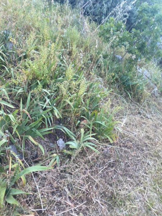 'Zeleni grad' u pogonu: Nakon Vidika, stižu pritužbe i na zapuštenost oko Baronea i Šubićevog šetališta