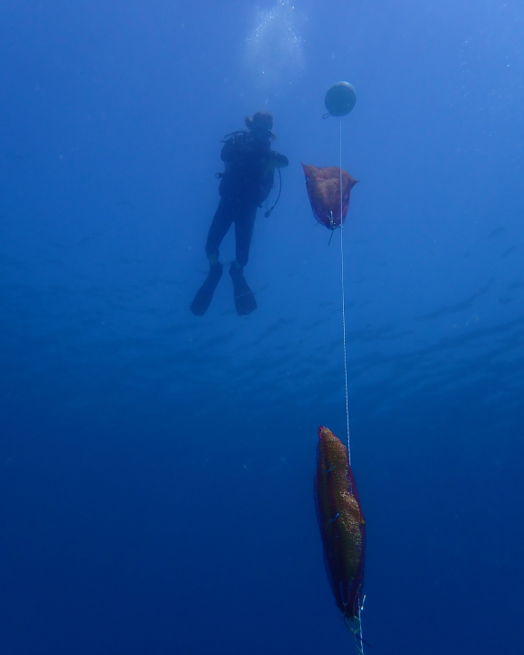 U NP Kornati postavljeni kolektori za prikupljanje mlađi periske
