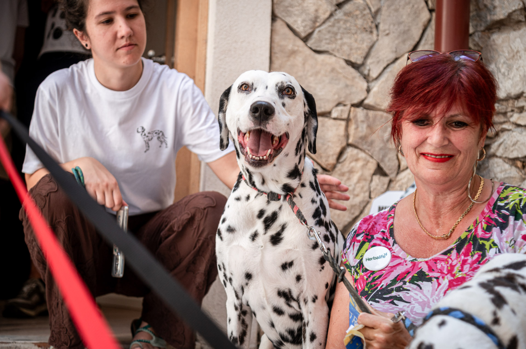 Otvorena Kuća dalmatinskog psa