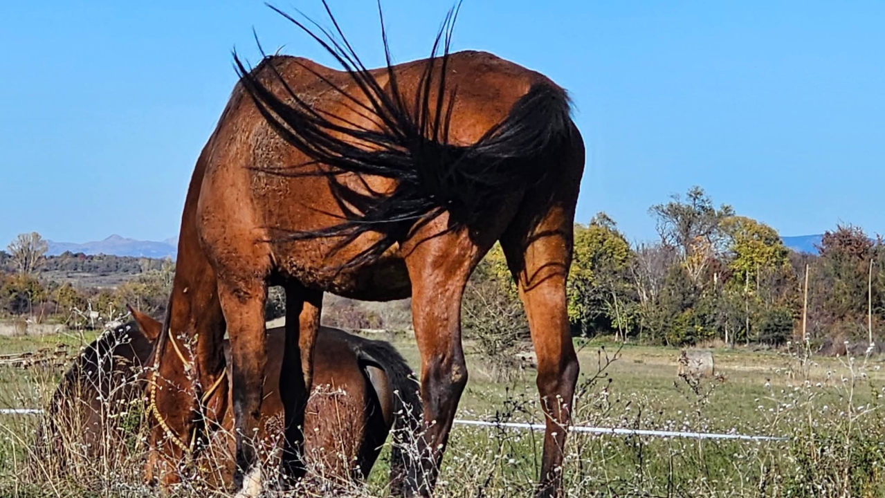 Drniško zaleđe u jesenskim bojama