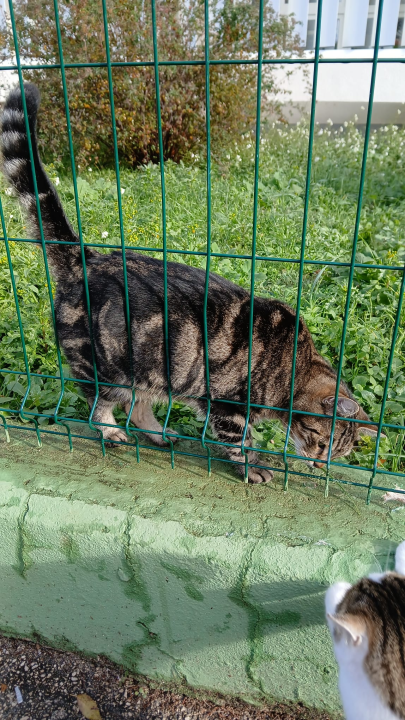 Preslatka maca s područja Šubićevca treba pomoć: ‘Pitoma je, voli djecu i traži topli dom’