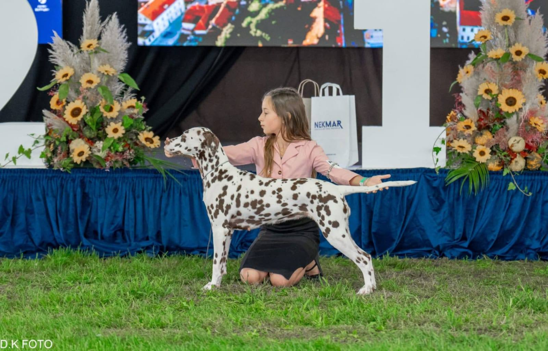 Anđela je najbolji mladi vodič pasa