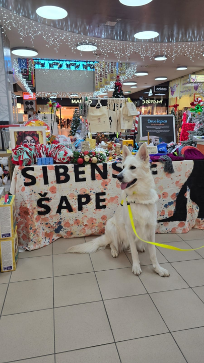 Šibenske šape započele su još jednu donacijsku akciju u Dalmareu. 
