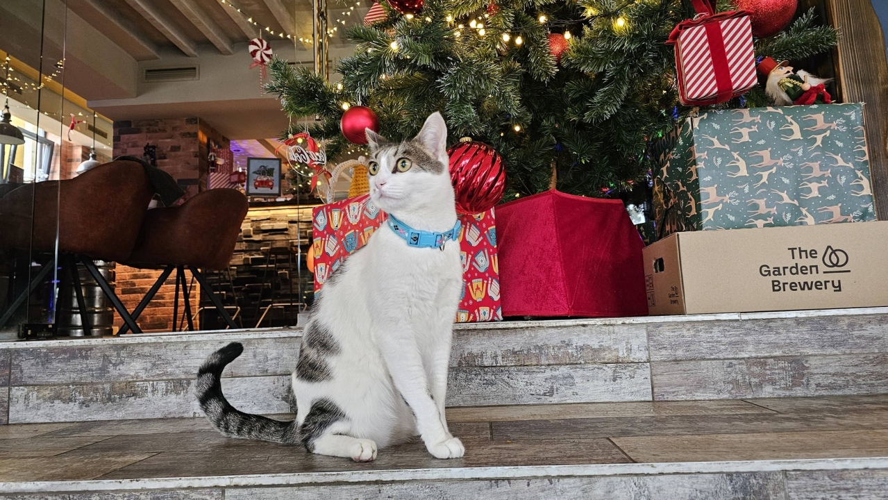 Pero je glavna zvijezda PUB-a 022