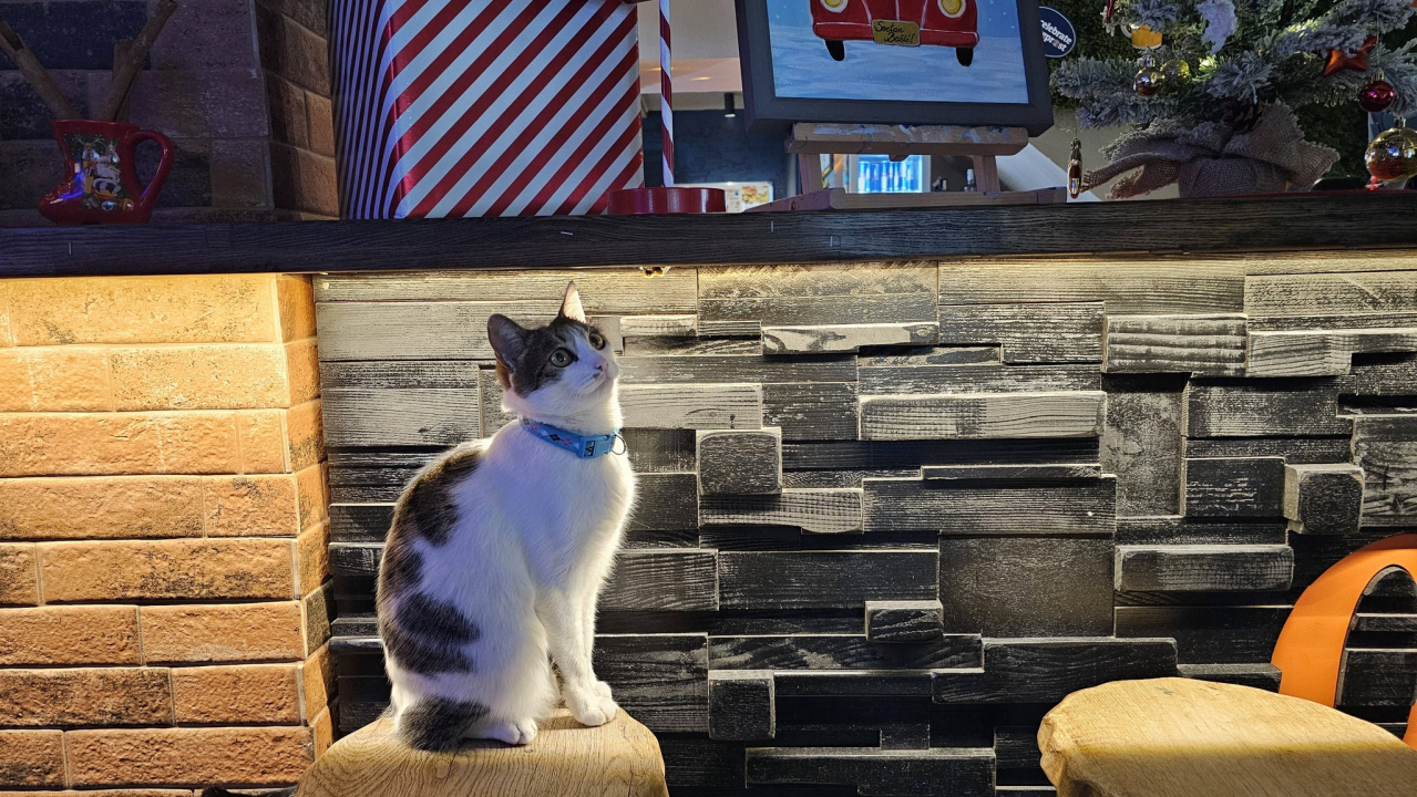 Pero je glavna zvijezda PUB-a 022