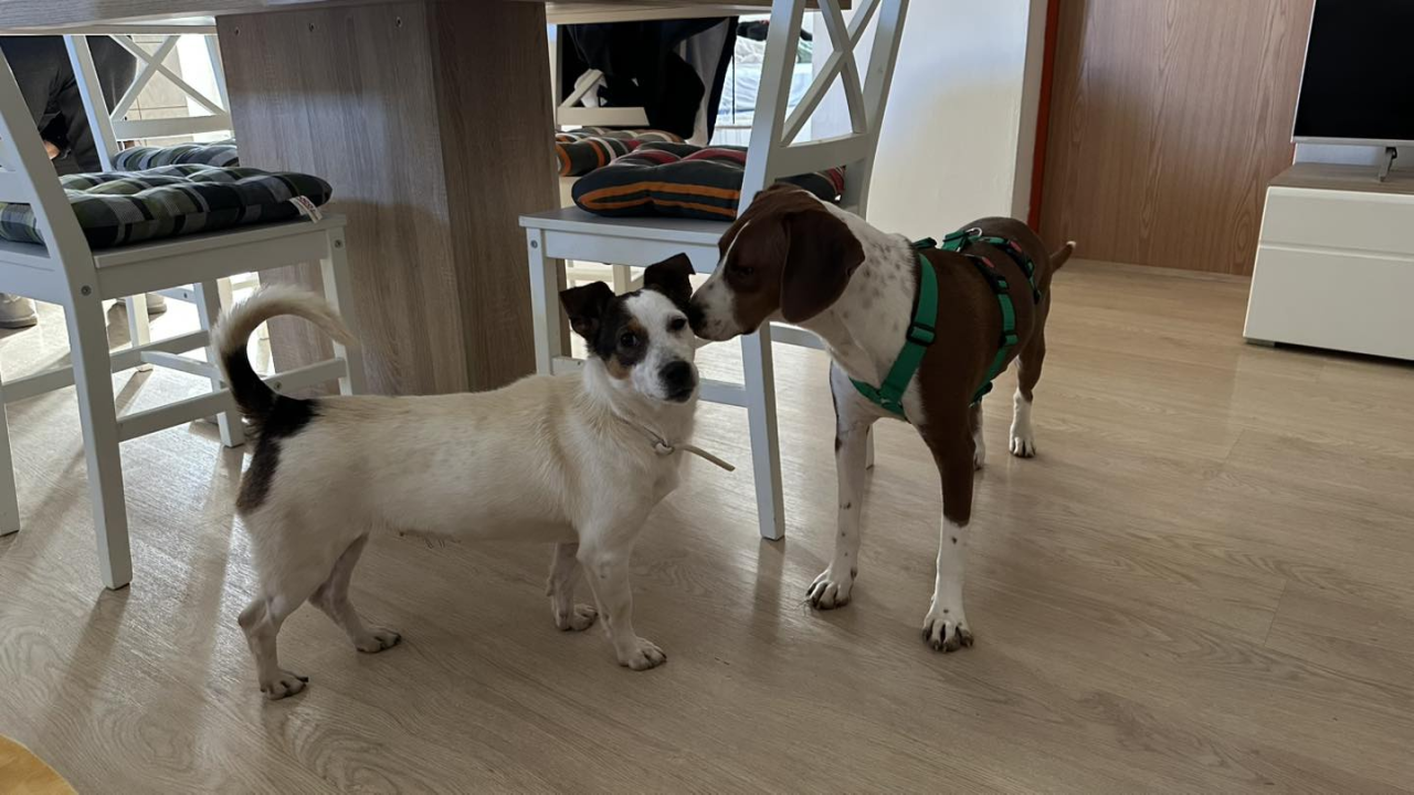 Mia, štićenica Šibenskih šapa, strpljivo čeka svoj zauvijek dom