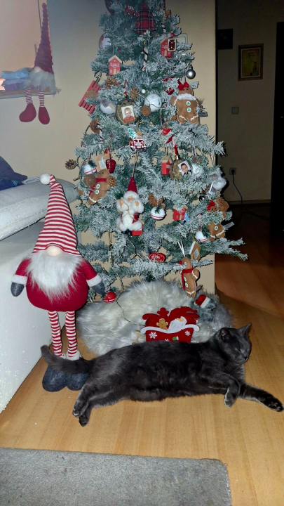 Odluka je pala: Donosimo vam pobjednike izbora najljepše božićne jelke ŠibenikIN-a