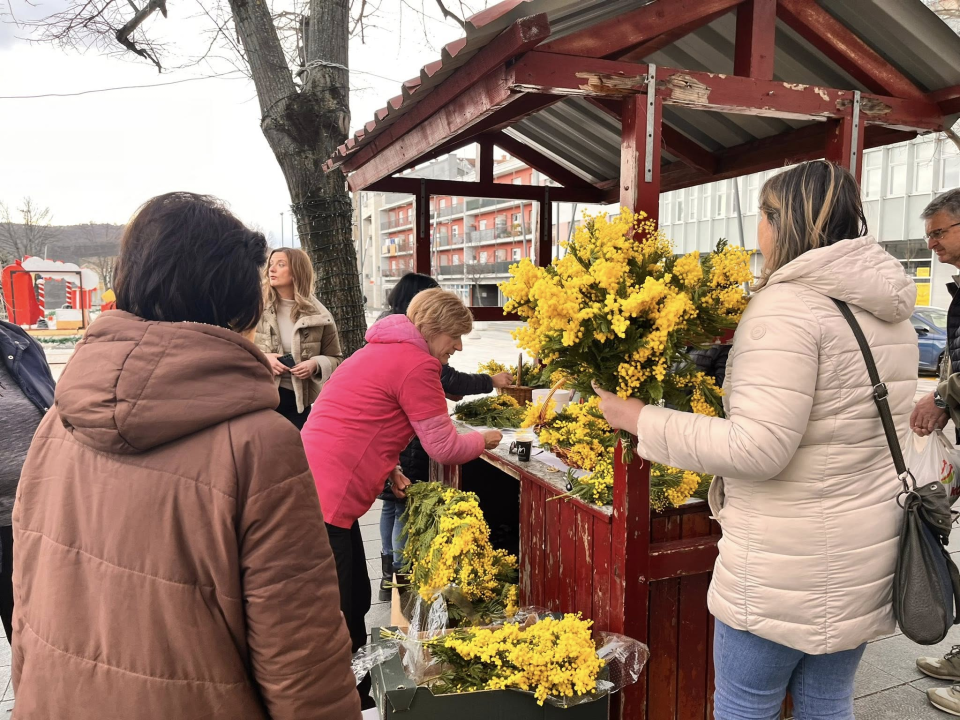 U Kninu obilježen Dan mimoza