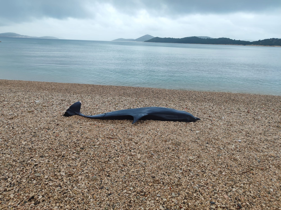 Nakon juga: Uginuli dupin pronađen na plaži u Tribunju