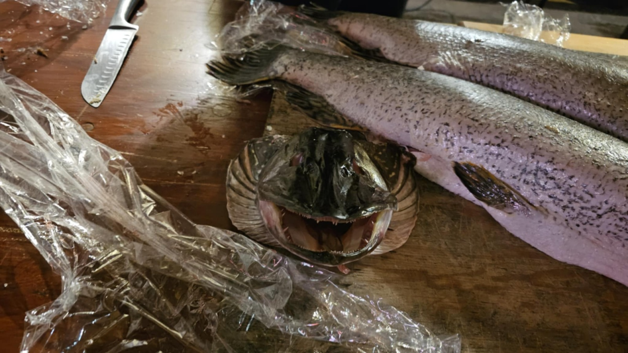 Štukijada: Ekološki izazov pretvoren u Festival koji okuplja i slavi lokalne okuse