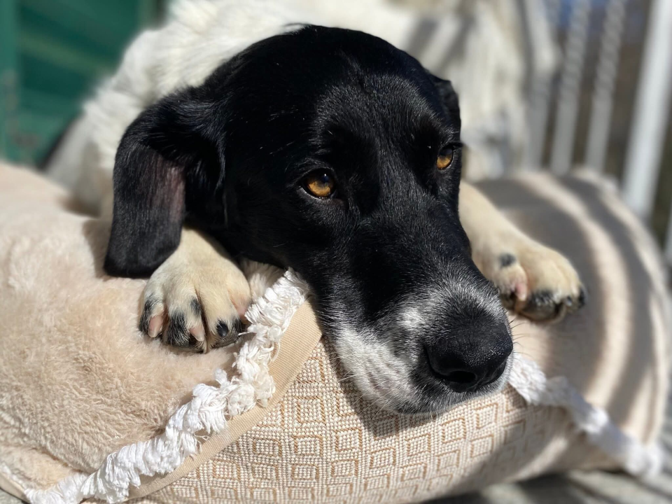 Pomozimo mladom Monku da hoda bez boli: Šibenske šape objavile apel