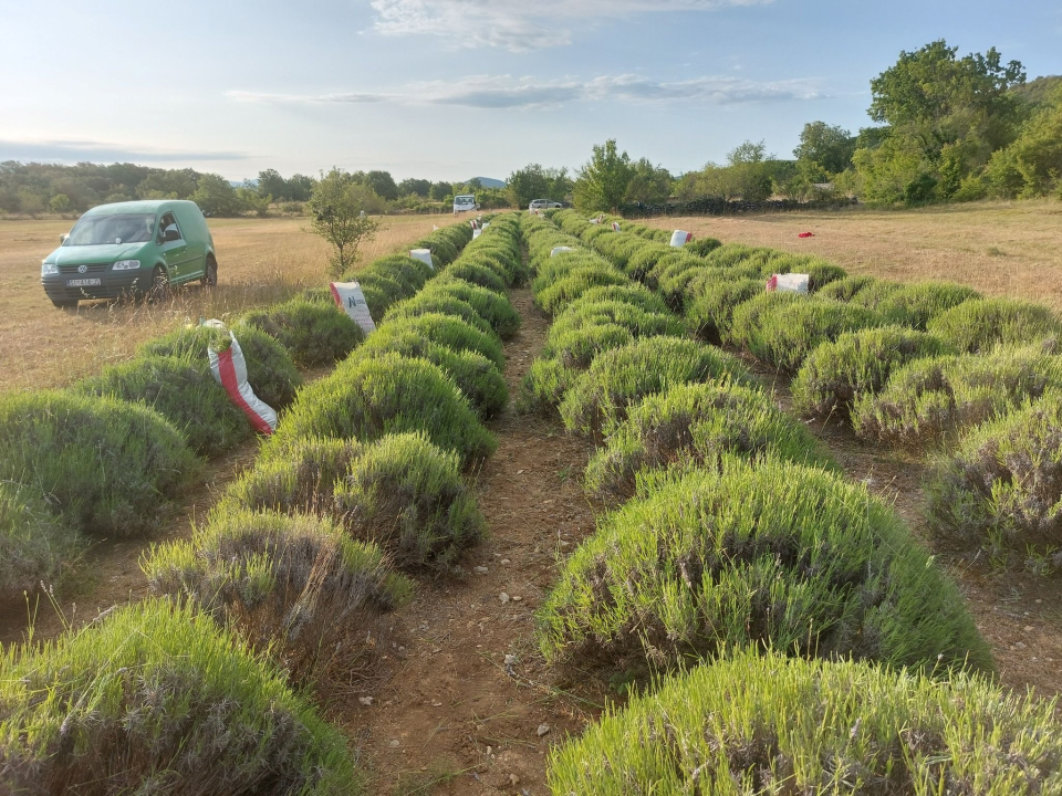 Mario u Unešiću ima plantažu lavande